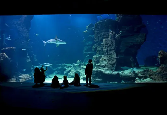 Aquarium Mare Nostrum, photo 4