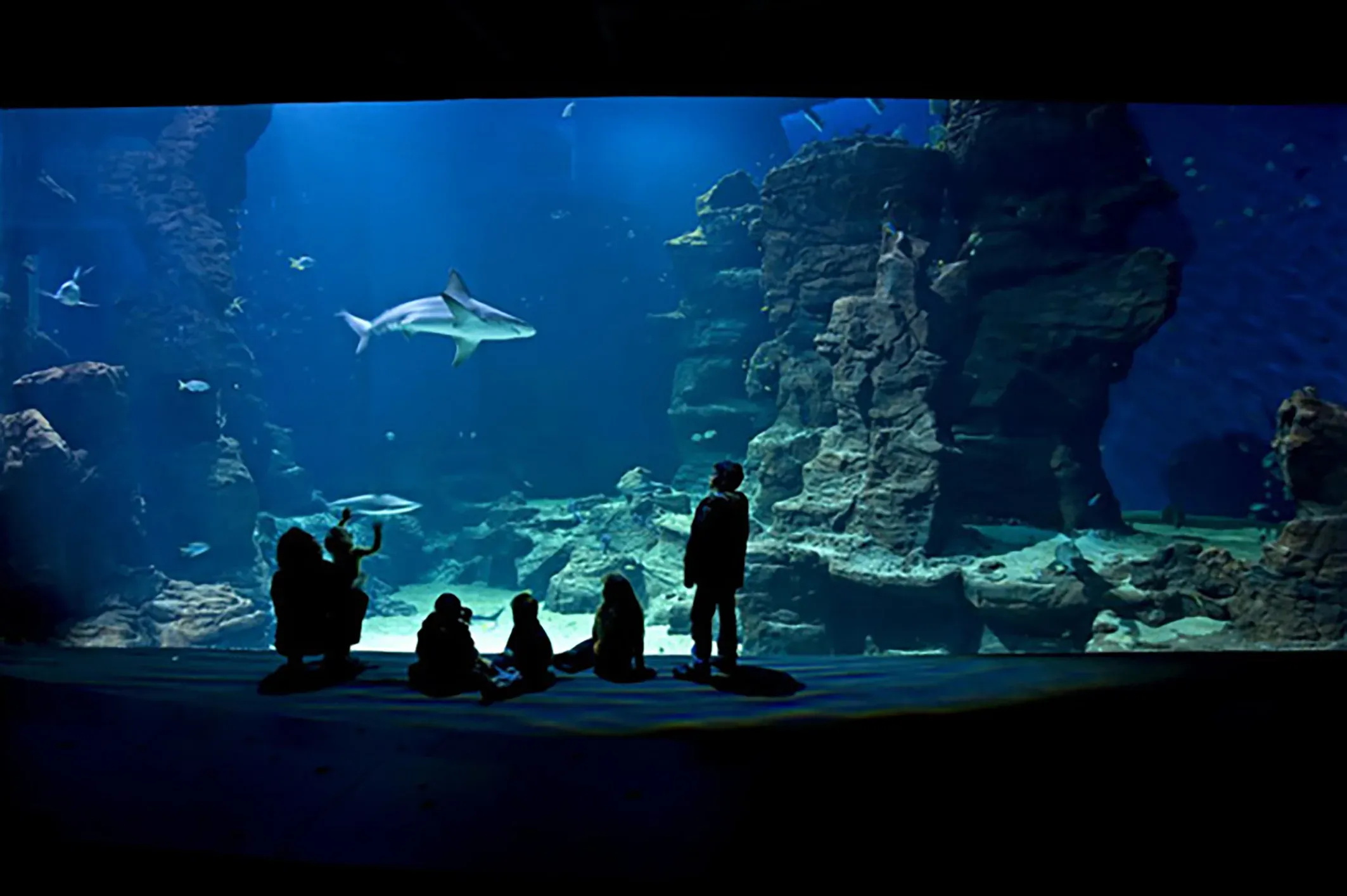 Aquarium Mare Nostrum, Montpellier